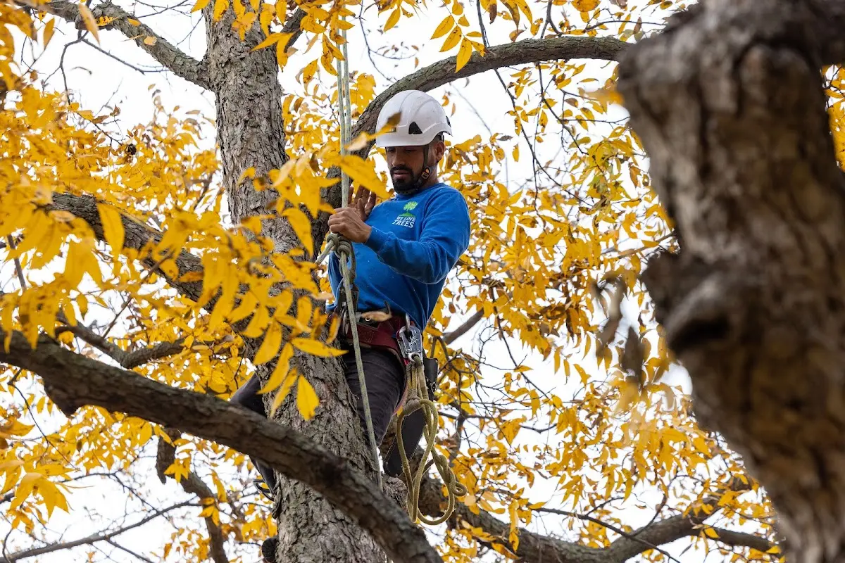 Skilled Tree Planting crew working in Moline