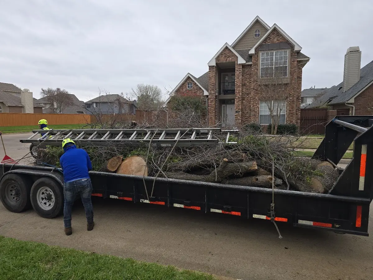 Expert Tree Removal with proper safety equipment in Moline
